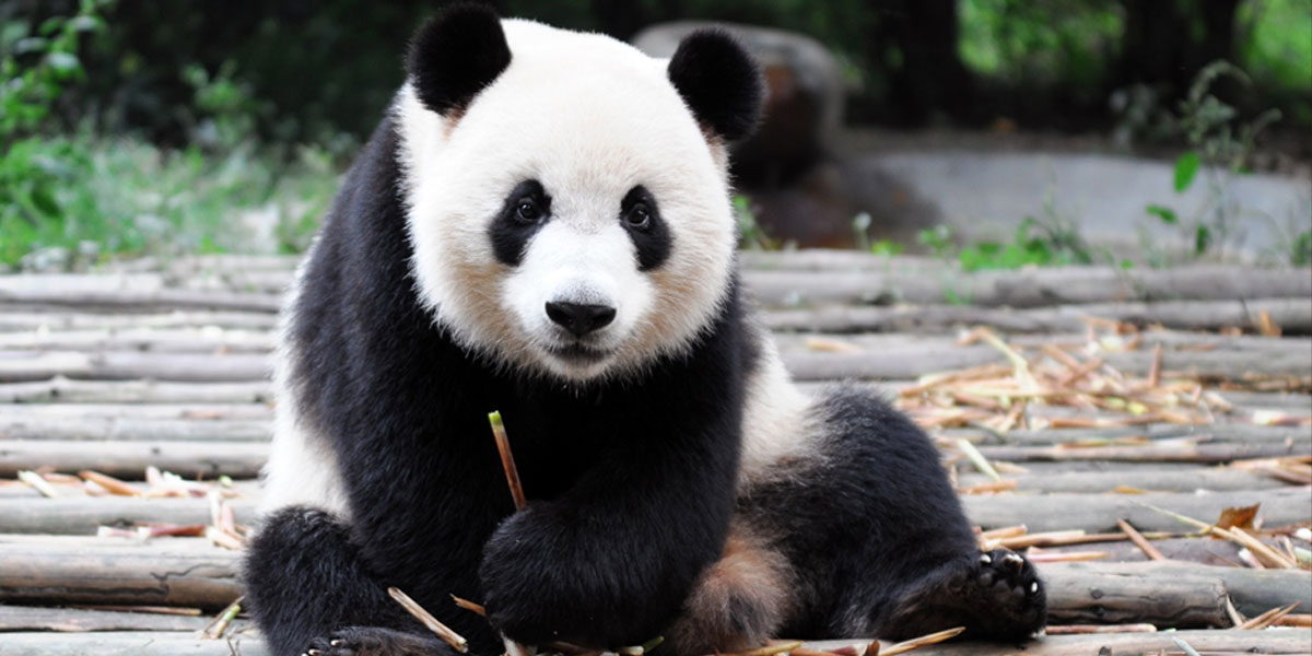 Researchers in China and Singapore are planning the train an AI to identify pandas, the furry ones, not the Python libraries!